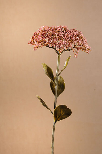 DRY FULL BLOOM SEDUM 46 cm régi rózsaszín