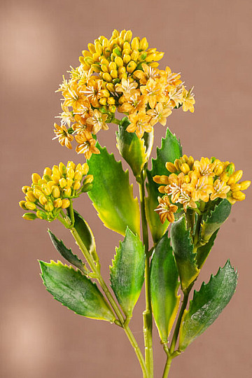 KALANCHOE SÁRGA