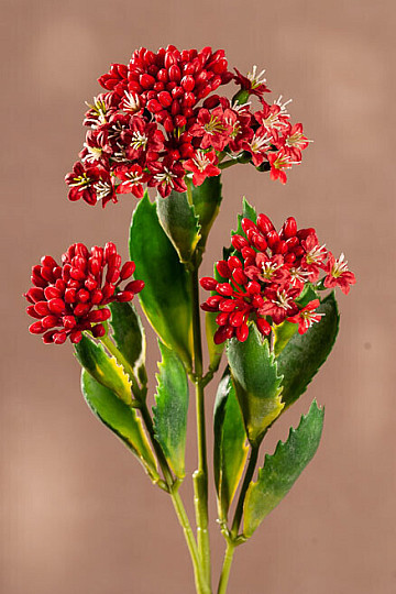 KALANCHOE VÖRÖS