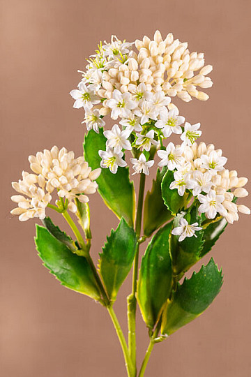 KALANCHOE FEHÉR