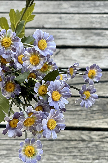 MINI DAISY BLUE