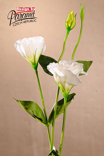Lisiantus fehér 67 cm