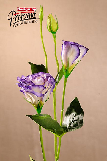 Lisiantus fehér kék 67 cm