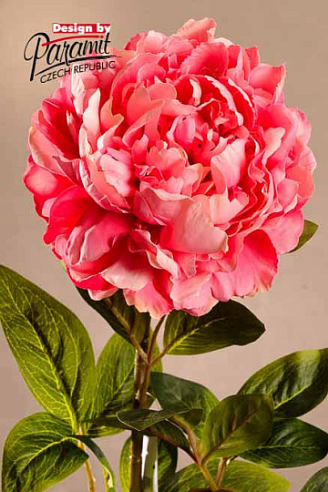 Rózsaszín bazsarózsa 72 cm