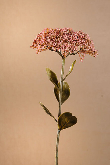 DRY FULL BLOOM SEDUM 46 cm régi rózsaszín