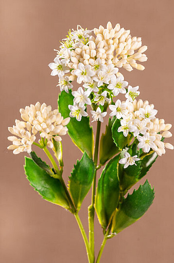 KALANCHOE FEHÉR