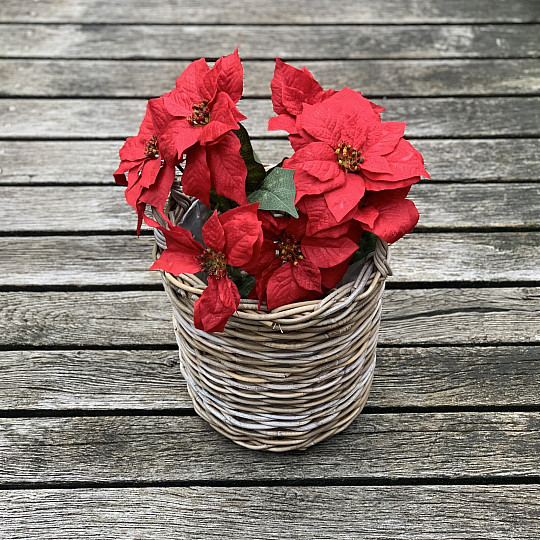 Karácsonyi rózsa TRS RED