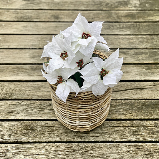 Karácsonyi rózsa TRS FEHÉR