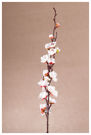 FEHÉR CSERESZNYEFÁK TAVASZI