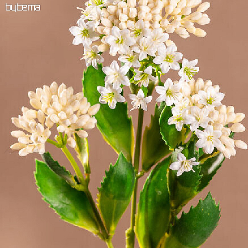 KALANCHOE FEHÉR