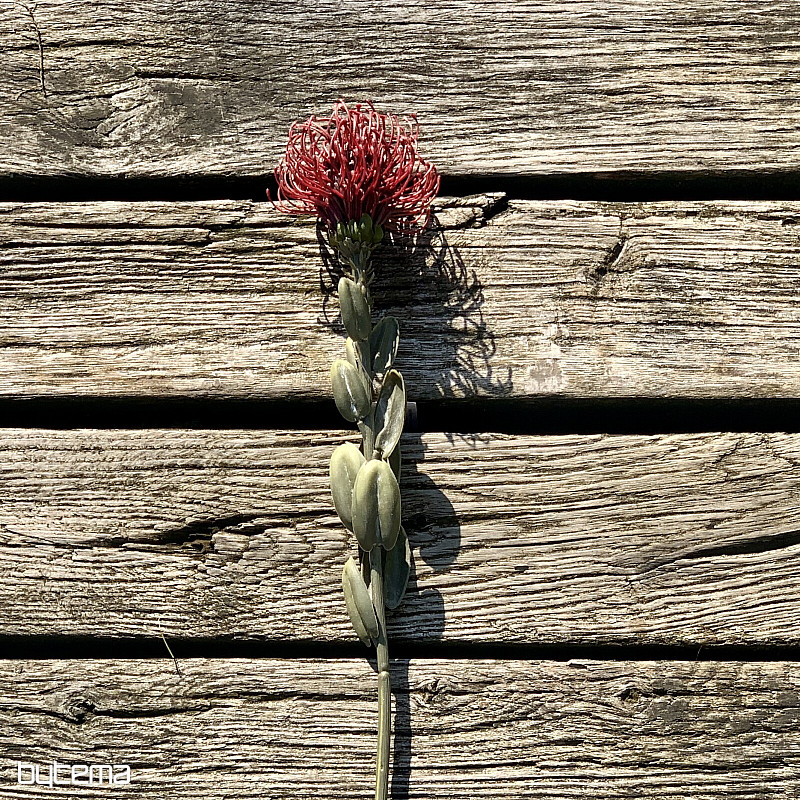 SZÁRAZ KIS PROTEA VÖRÖS