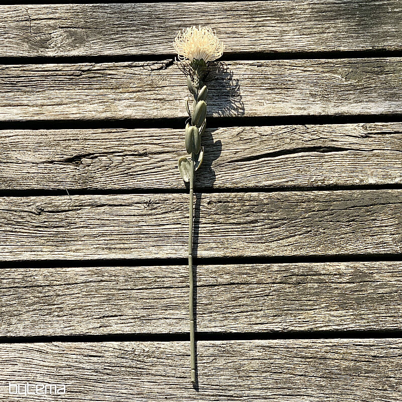 SZÁRAZ KIS PROTEA FEHÉR