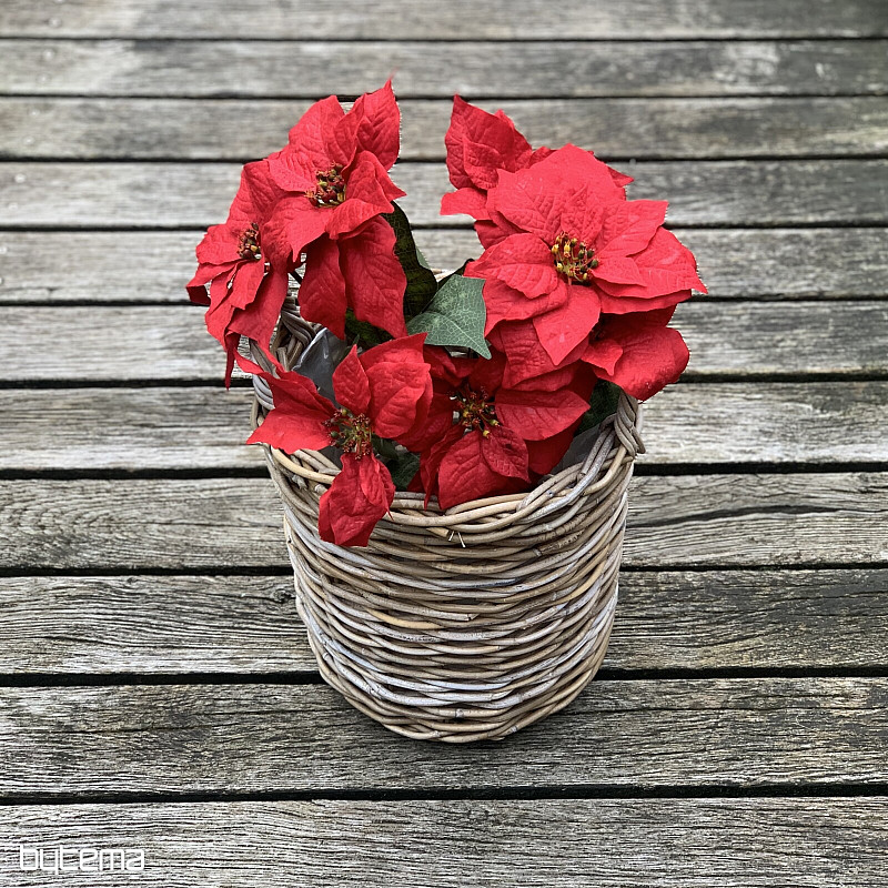 Karácsonyi rózsa TRS RED