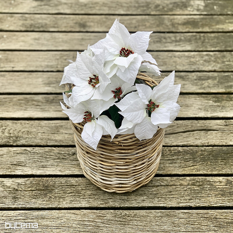 Karácsonyi rózsa TRS FEHÉR