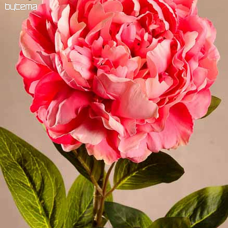 Rózsaszín bazsarózsa 72 cm