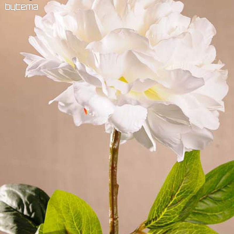 Fehér bazsarózsa 72 cm