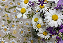 Tavaszi virágok tele színekkel és illatokkal