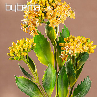 KALANCHOE SÁRGA
