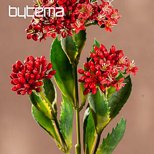 KALANCHOE VÖRÖS