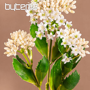 KALANCHOE FEHÉR