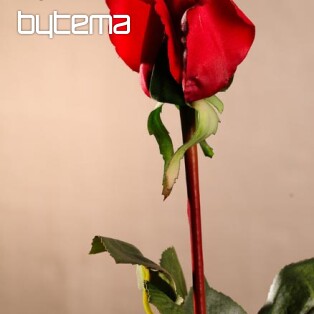 Rózsarügy vörös 70 cm