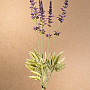 Kerti Levendula köteg 46 cm lila