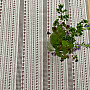 Abrosz és kendő TOSCANA VALERY RIGA BORDON STRIPE