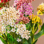 KALANCHOE FEHÉR