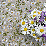 DAISIES terítő és sál
