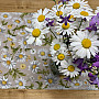 DAISIES terítő és sál