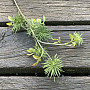 Thistle Green