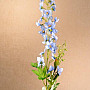 KÉK SZARPHINIUM