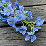 KÉK SZARPHINIUM