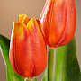A tulipánok keverik a színeket