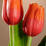 A tulipánok keverik a színeket