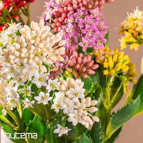 KALANCHOE SÁRGA