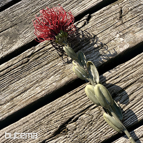 SZÁRAZ KIS PROTEA VÖRÖS