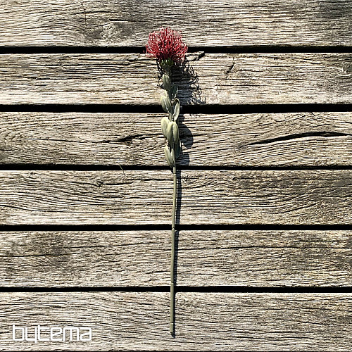 SZÁRAZ KIS PROTEA VÖRÖS