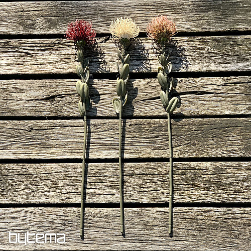 SZÁRAZ KIS PROTEA FEHÉR