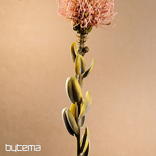 SZÁRAZ KIS PROTEA RÓZSASZÍN