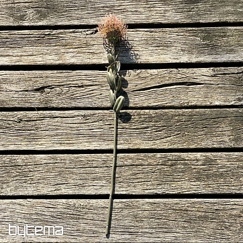 SZÁRAZ KIS PROTEA RÓZSASZÍN