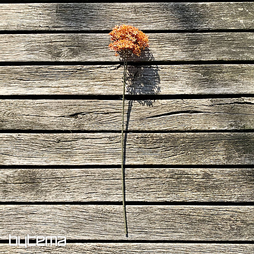 SZÁRAZ KORONAVIRÁG NARANCS