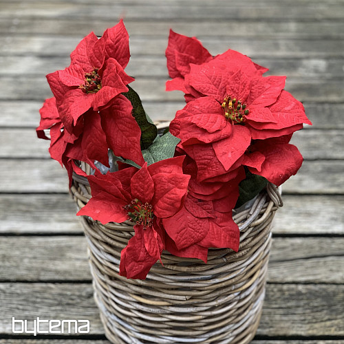 Karácsonyi rózsa TRS RED