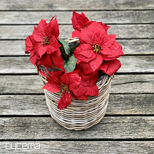 Karácsonyi rózsa TRS RED