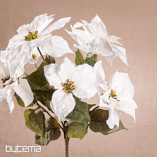 Karácsonyi rózsa TRS FEHÉR