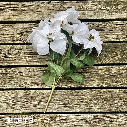 Karácsonyi rózsa TRS FEHÉR