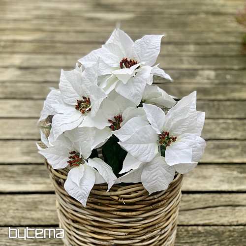 Karácsonyi rózsa TRS FEHÉR