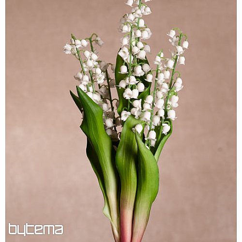 A HOSSZÚ ÉLETŰ LILIÓ