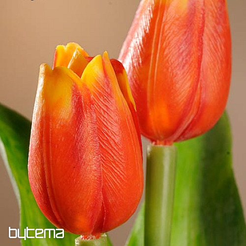 A tulipánok keverik a színeket